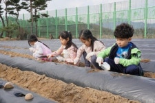 괴산 칠성초,우리는 꼬마 농부감자 심기 체험