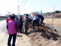 충주 금가면신대1리, 체리가 익어가는 마을 만들기 추진