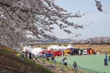 봄꽃 향연조천변 벚꽃길 상춘객 몰렸다