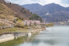 벚꽃 구경하러 증평 삼기저수기로 오세요