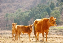 안동시, 우량송아지 생산장려금, 번식우 기반조성 장려금 지급