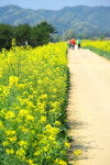 [포토뉴스] 의림지뜰 유채꽃길 걷기Day 행사 실시