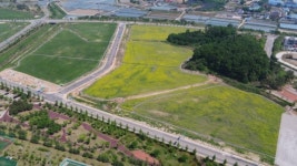 충북혁신도시, 축구장 65배 꽃 단지 유채꽃 만발