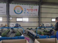 청주시, 청원생명수박 출하성공 기원제