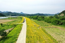 [영상뉴스] 충북 영동군, 금계국 노란빛 물결