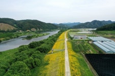 [영상뉴스] 충북 영동군, 금계국 노란빛 물결