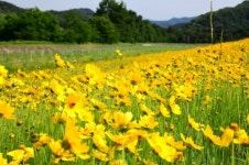 [영상뉴스] 충북 영동군, 금계국 노란빛 물결
