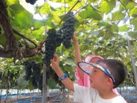 제13회 향수 포도, 복숭아 축제 기간 중 체험장 운영