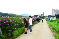 제천시 청전동 솔방죽 무궁화 꽃길 만개