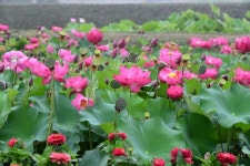 [카메라 사진] 옥천군, 육영수 생가 앞 연꽃 감상하기