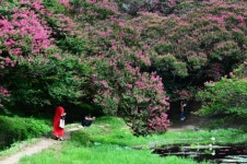 [포토] 백일홍 만개한 담양 명옥헌 원림