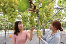 껍질째 먹는 청포도 영동 샤인머스켓 여전히 인기 폭발