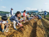 성남시 직접 캔 고구마 먹으며 백일홍 꽃밭 길 걸어요