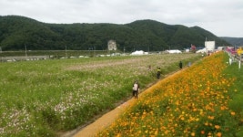 하동 북천 코스모스·메밀꽃 축제 폐막