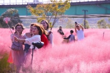 안동 낙동강변 핑크뮬리 물결!