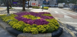 청주시 국화 향 가득한 가을국화 꽃길 조성