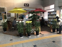 국화 향기에 푹 빠진 옥천읍사무소!