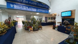 횡성군, 생활원예연구회 국화전시회