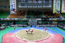 [영상 / 포토] 대통령배 2019 전국 씨름왕 선발대회 ... 영동체육관