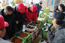 감고을 영동, 명품 곶감 거래 활발