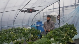 하동군, 드론 딸기 인공수정 신기술 효과 검증