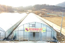 [포커스] 옥천군, 꿈엔 딸기농원... 겨울에 딸기 수확 한창