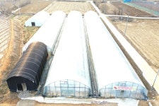 [포커스] 옥천군, 꿈엔 딸기농원... 겨울에 딸기 수확 한창