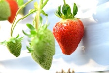 [포커스] 옥천군, 꿈엔 딸기농원... 겨울에 딸기 수확 한창