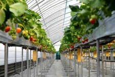 [포커스] 옥천군, 꿈엔 딸기농원... 겨울에 딸기 수확 한창