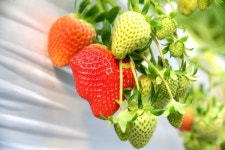 [포커스] 옥천군, 꿈엔 딸기농원... 겨울에 딸기 수확 한창