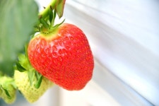 [포커스] 옥천군, 꿈엔 딸기농원... 겨울에 딸기 수확 한창