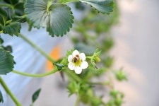 [포커스] 옥천군, 꿈엔 딸기농원... 겨울에 딸기 수확 한창