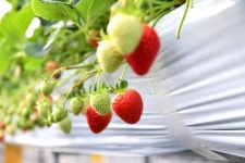 [포커스] 옥천군, 꿈엔 딸기농원... 겨울에 딸기 수확 한창