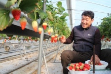 영동군, 부드럽고 달콤한 겨울 딸기도 일품
