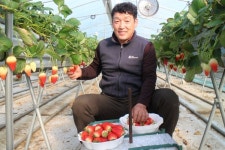 영동군, 부드럽고 달콤한 겨울 딸기도 일품