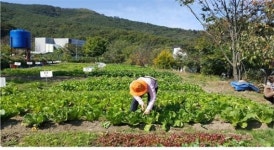대구시, 가족과 함께 텃밭에서 행복키우기