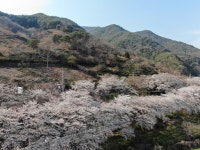 하동군, 화개장터 십리벚꽃길 방역소독 한층 강화