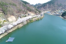 옥천 2경, 옛 37번 국도변 벚꽃 길