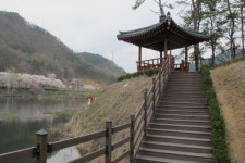 옥천 2경, 옛 37번 국도변 벚꽃 길