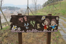 옥천 2경, 옛 37번 국도변 벚꽃 길