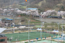 옥천 2경, 옛 37번 국도변 벚꽃 길