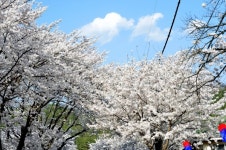 제천시, 청풍면 물태리 및 의림지 일원 행정명령 발령