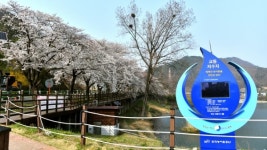 [포토] 옥천군, 옛 37번 국도변 벚꽃 만개