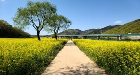 [영상 / 포토] 옥천 친수공원 유채꽃 만발