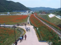 하동군, 꽃 양귀비 일렁이는 북천서 몸과 마음 힐링해요