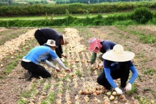 안동시 기관·단체, 농촌 일손 돕기에 힘 모은다.
