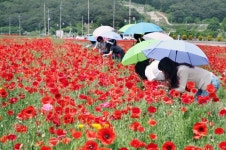 [포토] 하동군, 북천면 양귀비 꽃단지