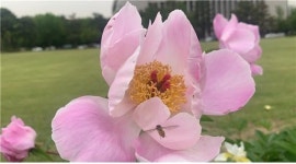오박사의허브세상 | 전옥주 박사의 세상사는 이야기, 나를 시들게 하는 내안의 것들