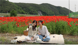 하동 북천 꽃 양귀비 유튜브로 만나요