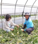 고당도만 선별한 천안 수신멜론 맛보세요!